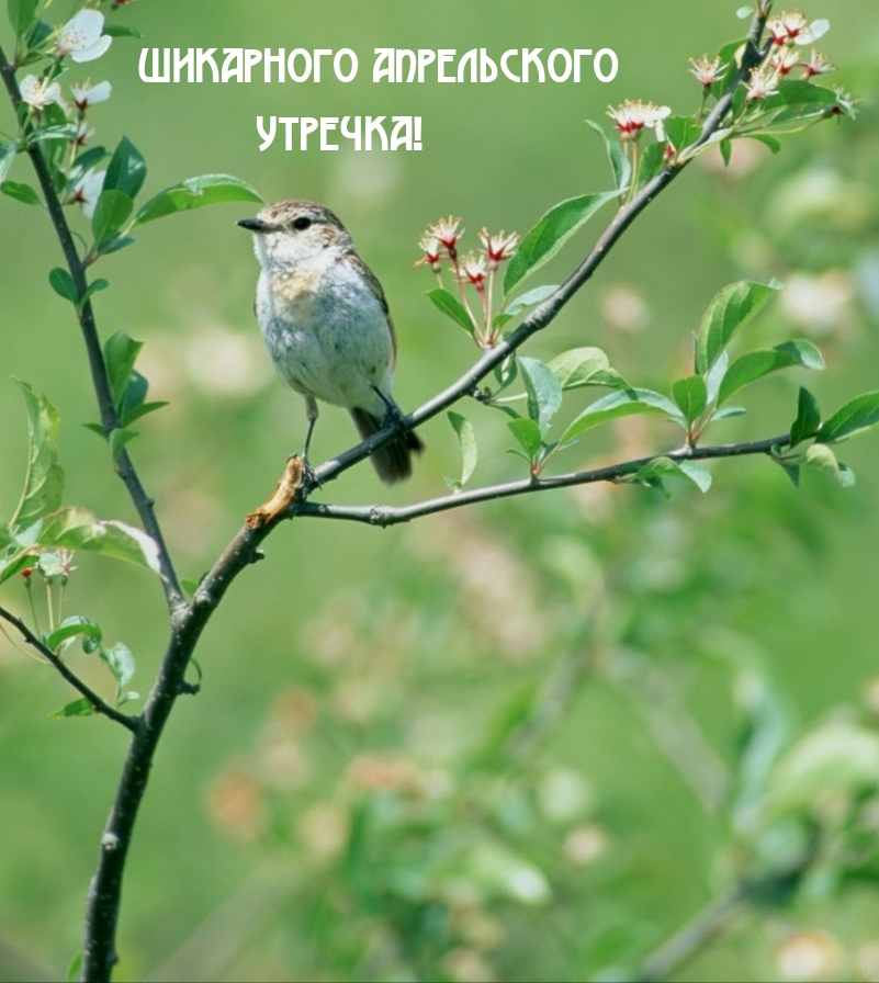 Шикарного апрельского утречка!