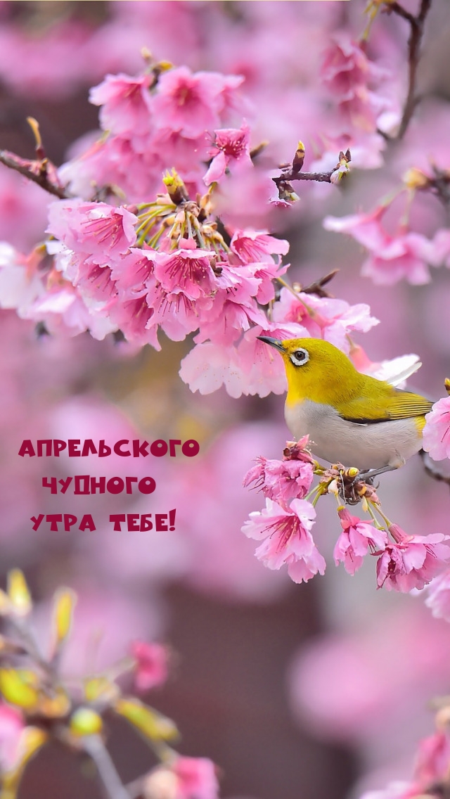 Апрельского чудного утра тебе!
