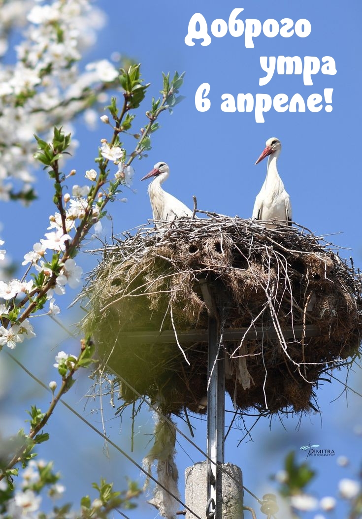 Доброго утра в апреле!