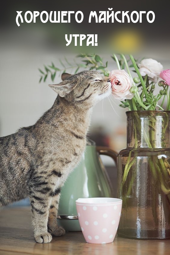 Хорошего майского утра!