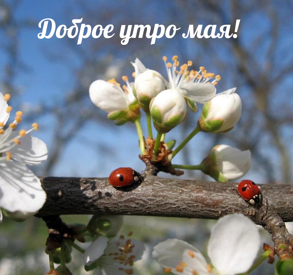 Доброе утро мая!