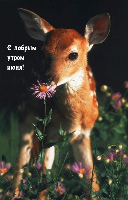 С добрым утром июня!