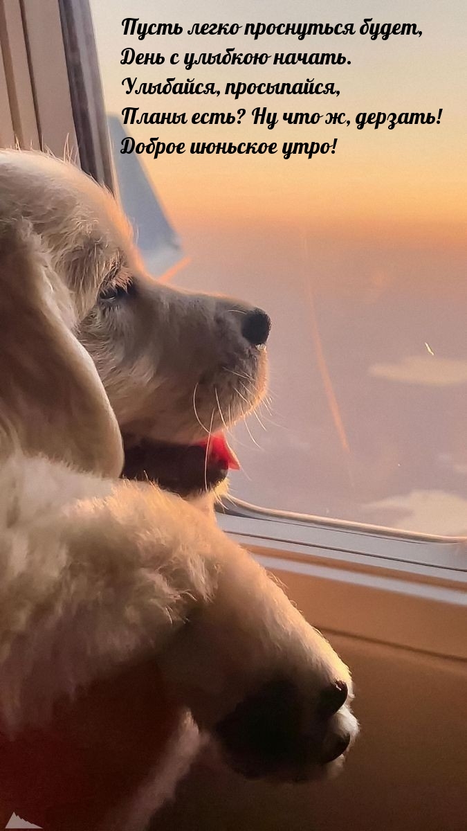 Доброе июньское утро! Пусть легко проснуться будет