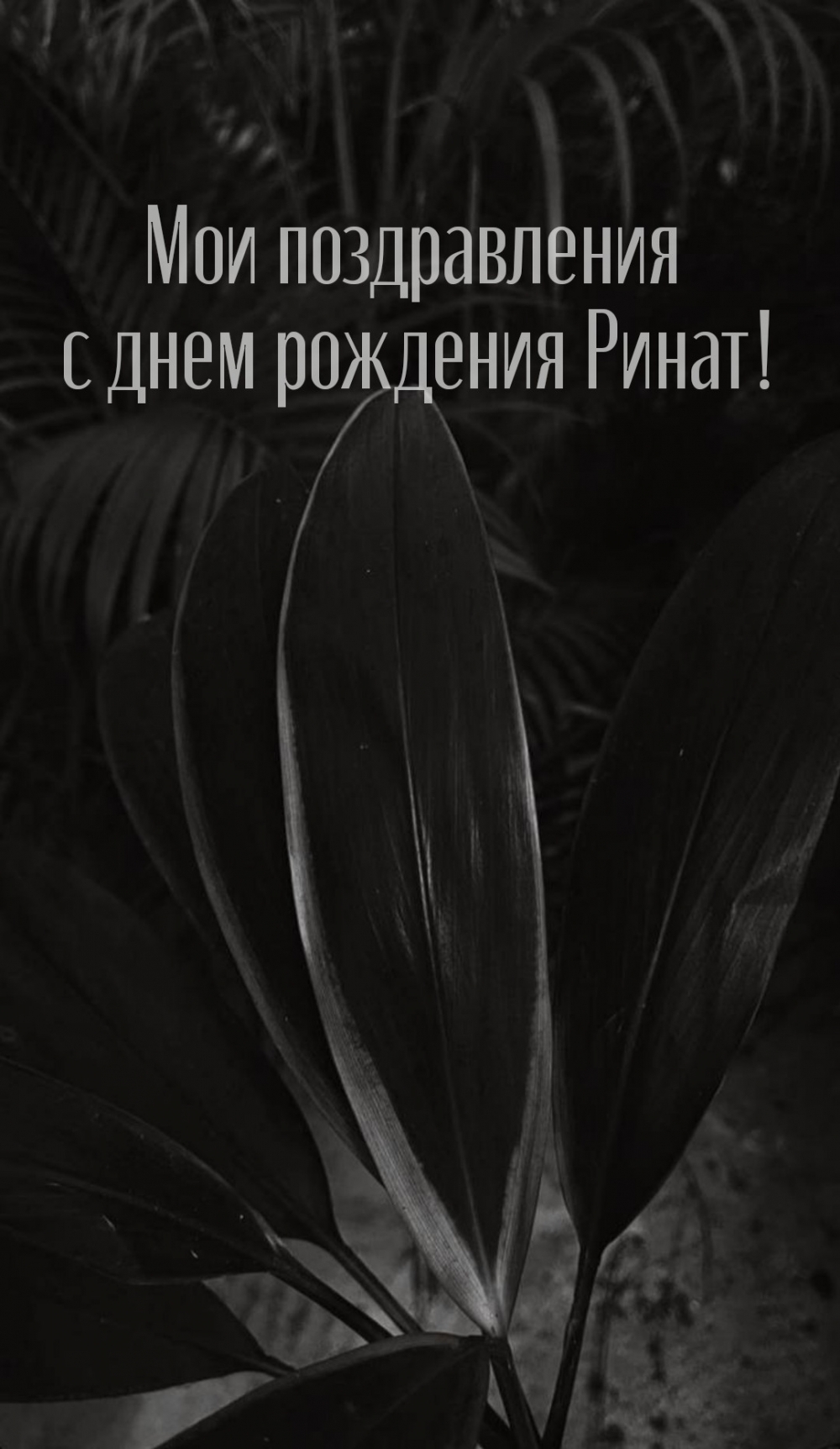 Мои поздравления с днем рождения Ринат!