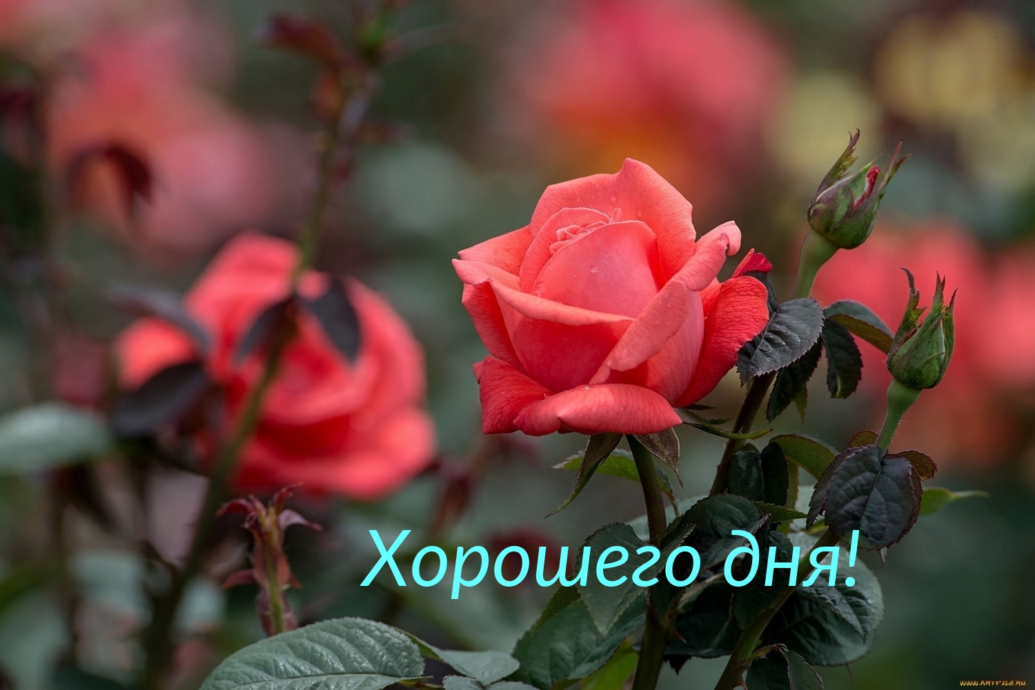 Хорошего дня!
