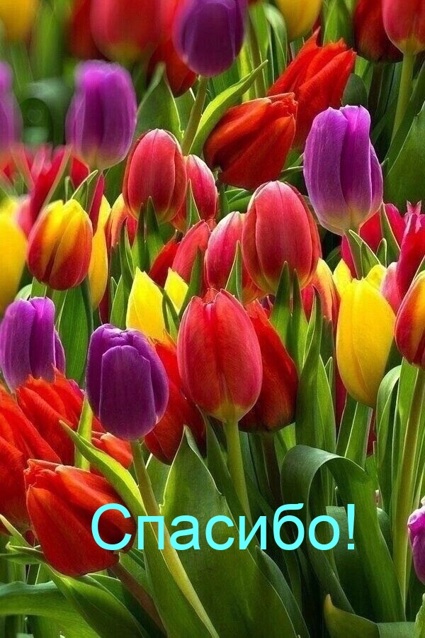Спасибо!