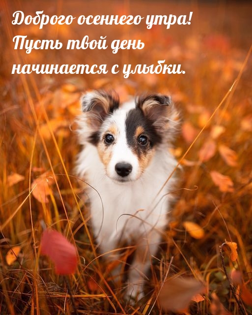 Доброго осеннего утра! Пусть твой день начинается с улыбки.