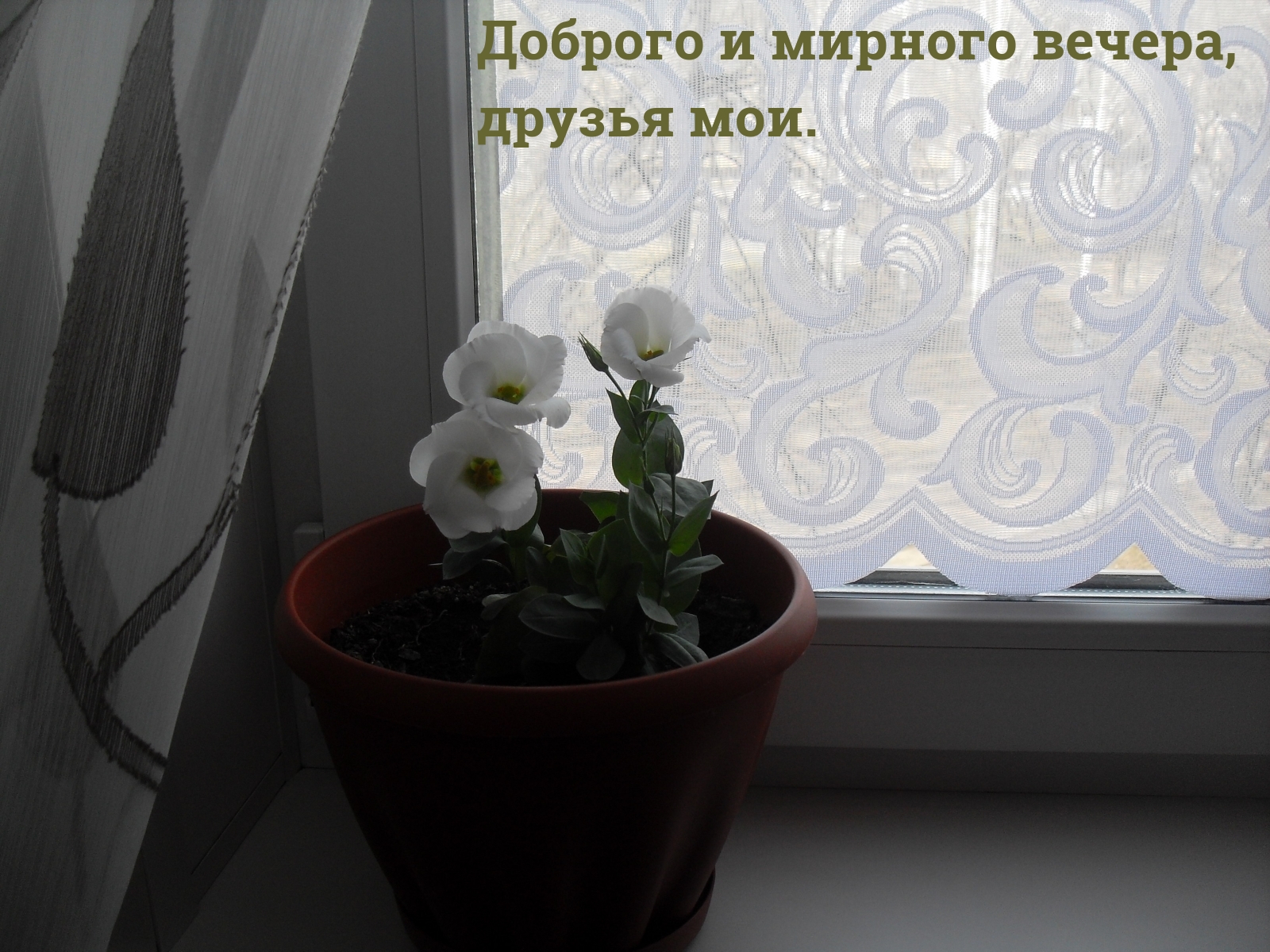 Доброго и мирного вечера, друзья мои.