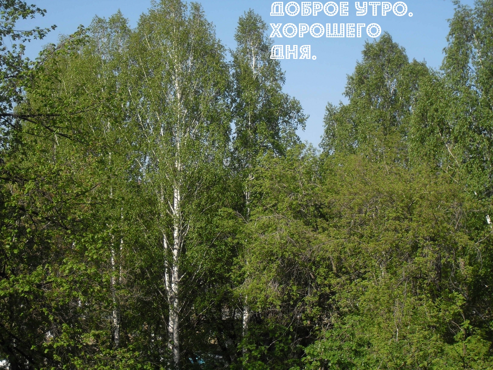 Доброе утро. Хорошего дня.