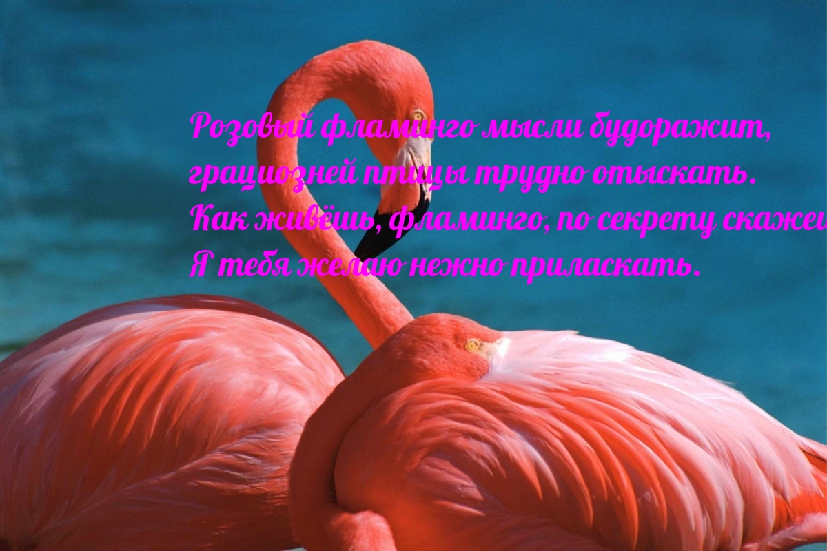Розовый фламинго мысли будоражит, грациозней птицы трудно отыскать.