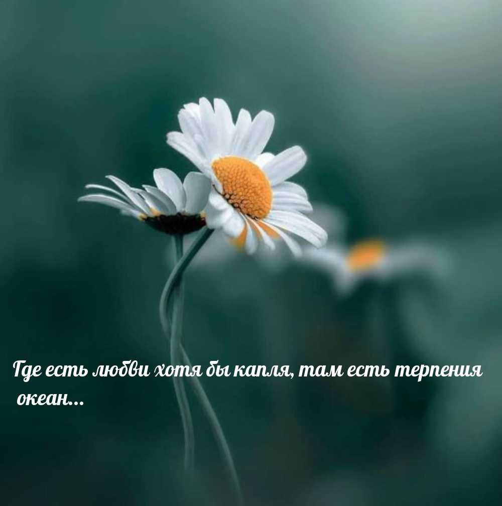 Где есть любви хотя бы капля, там есть терпения океан…