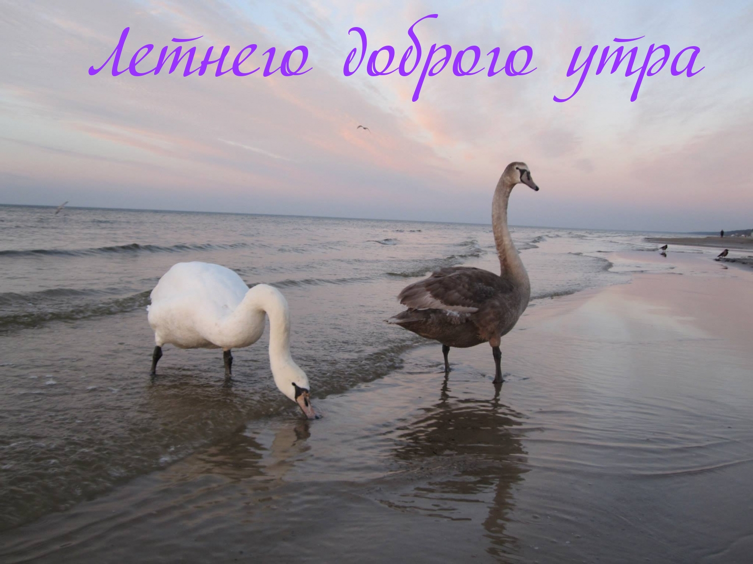 Летнего доброго утра