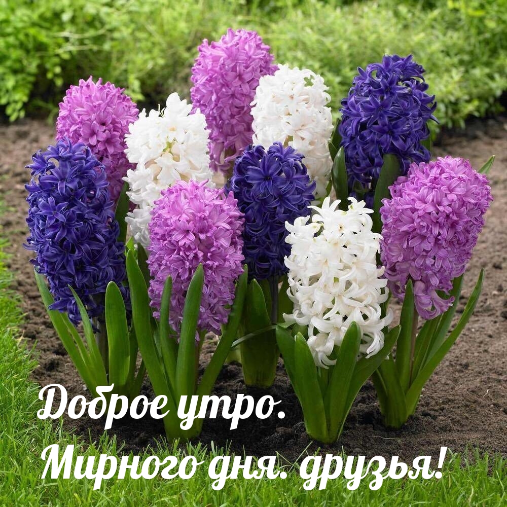 Доброе утро. Мирного дня. друзья!