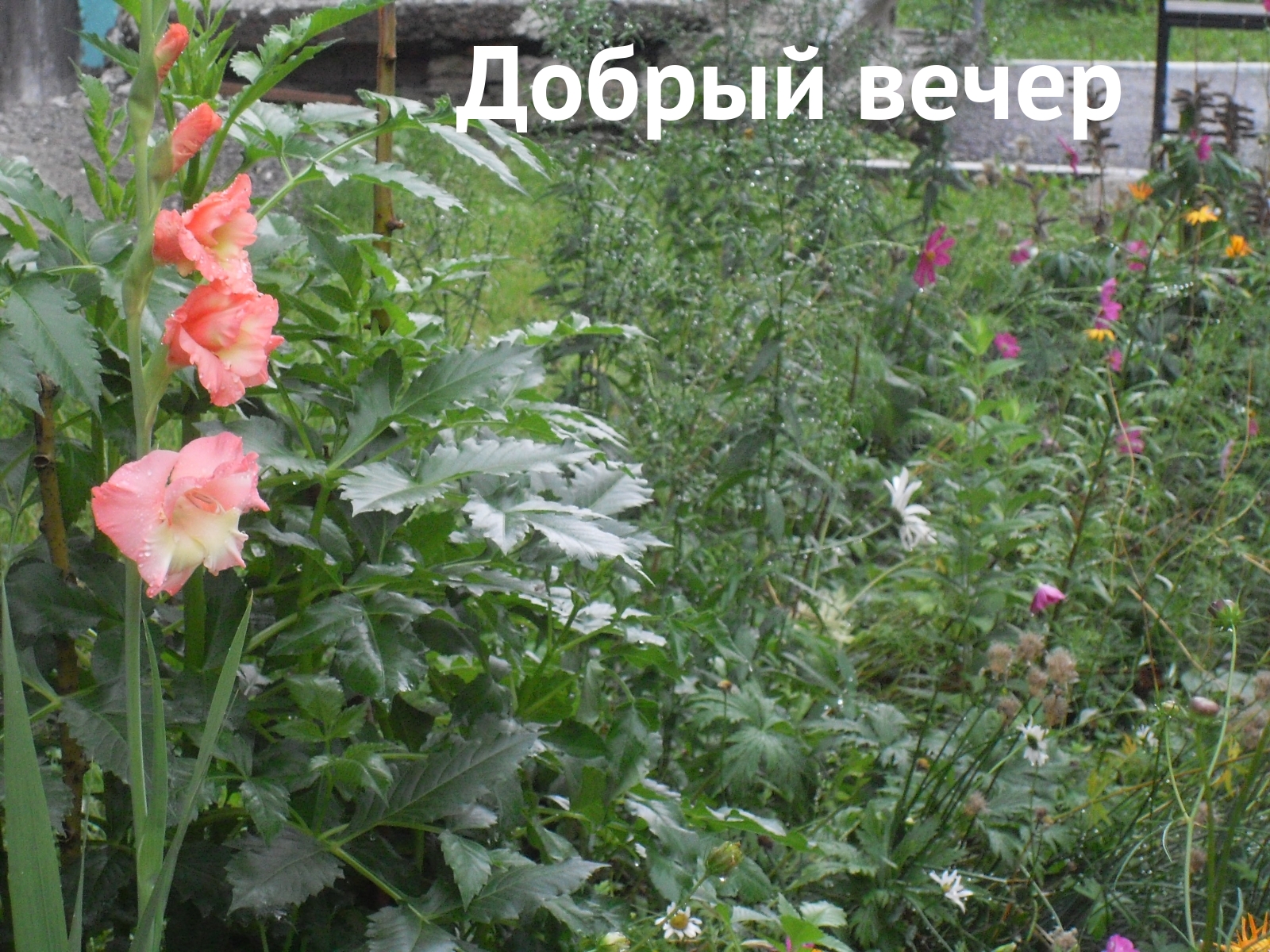 Добрый вечер