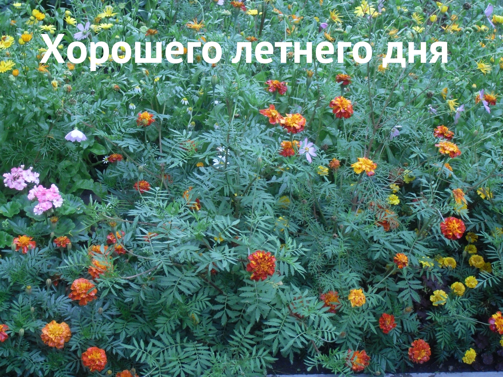 Хорошего летнего дня