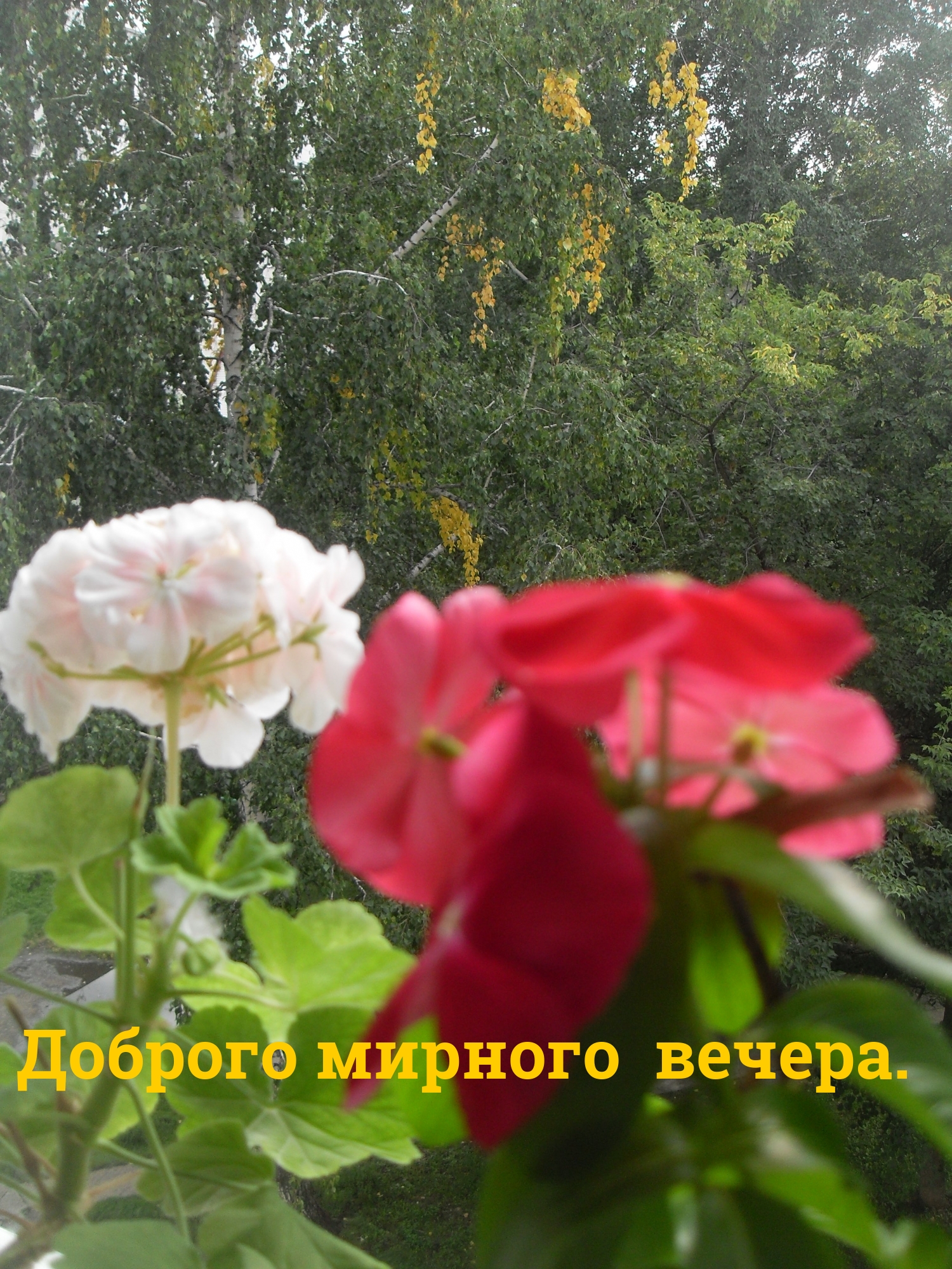 Доброго мирного вечера.