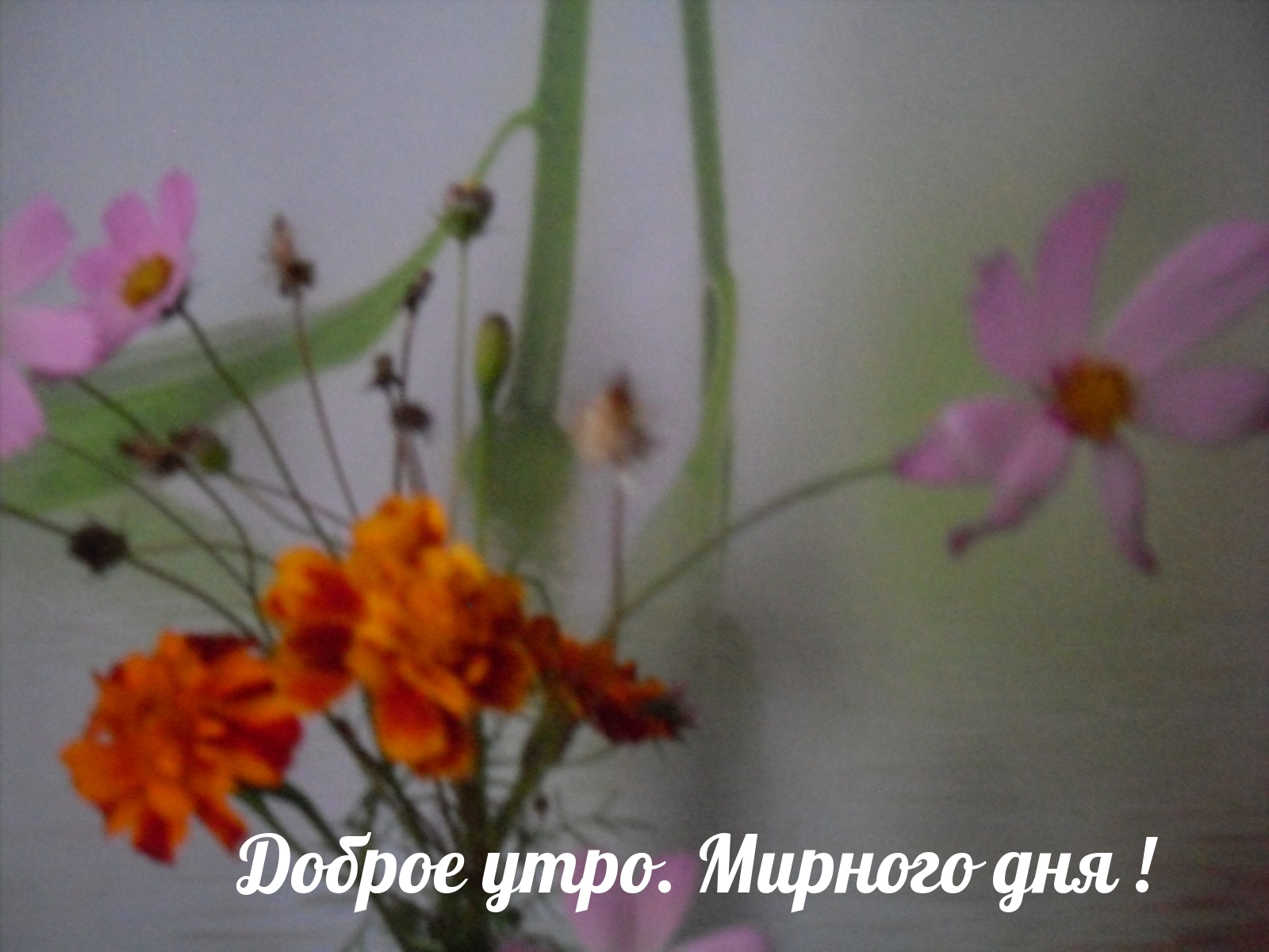 Доброе утро. Мирного дня!