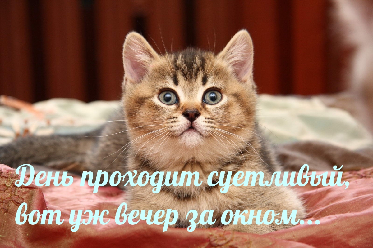 День проходит суетливый, вот уж вечер за окном…