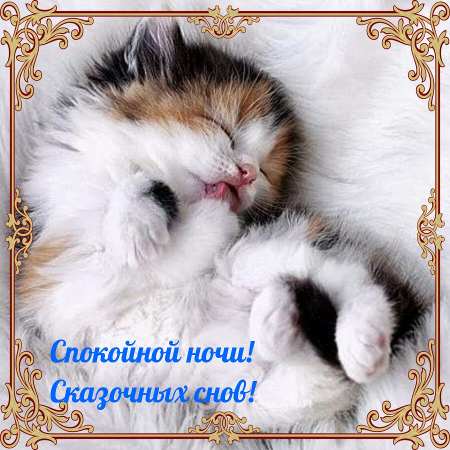 Спокойной ночи! Сказочных снов!