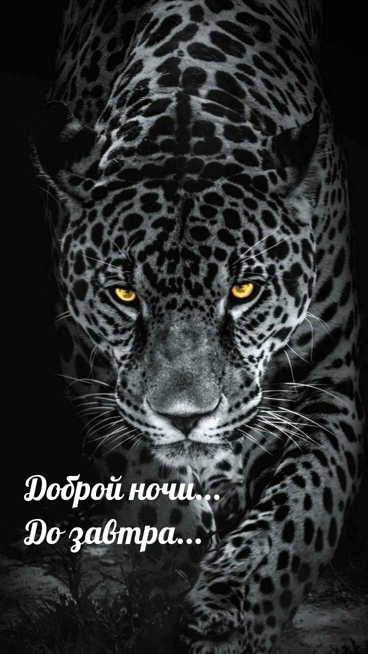 Доброй ночи… До завтра…