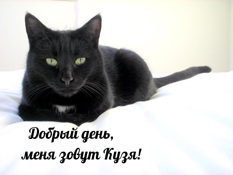 Добрый день, меня зовут Кузя!