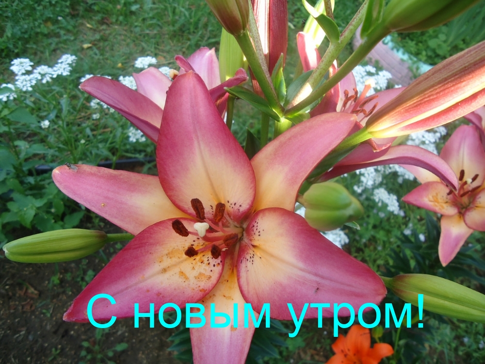 С новым утром!