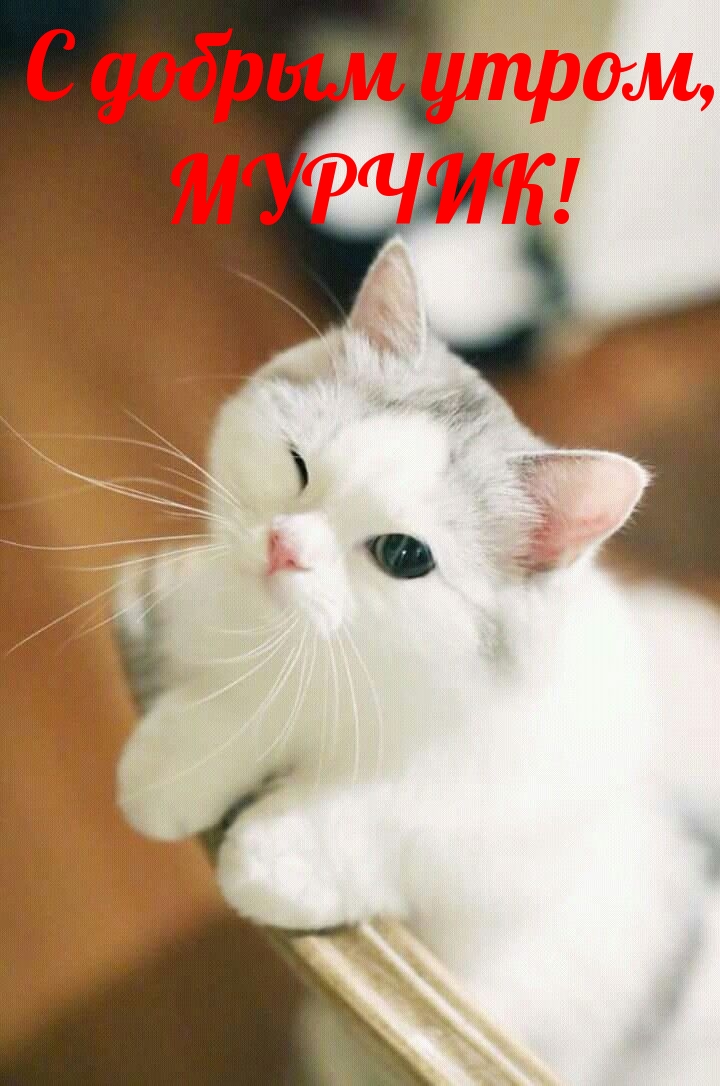 С добрым утром, МУРЧИК!