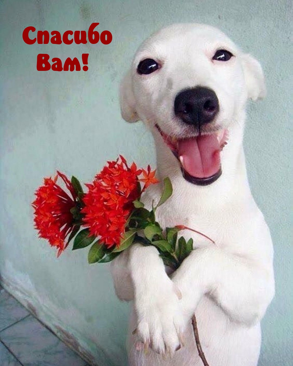 Спасибо Вам!