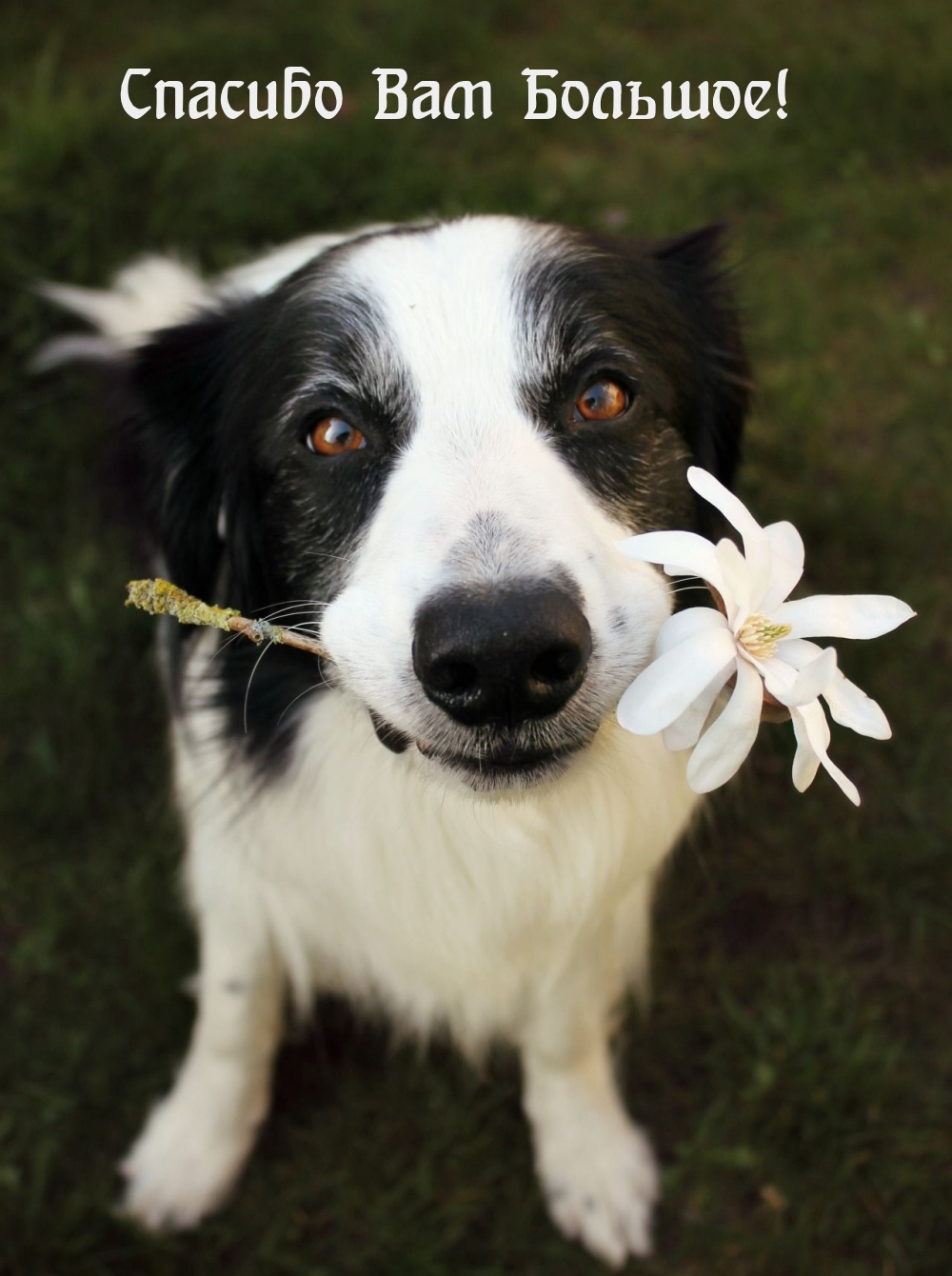 Спасибо Вам Большое!