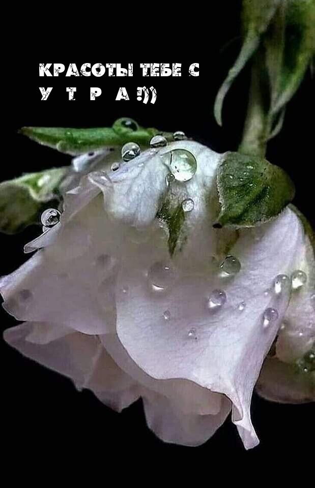 Красоты тебе с У Т Р А!))