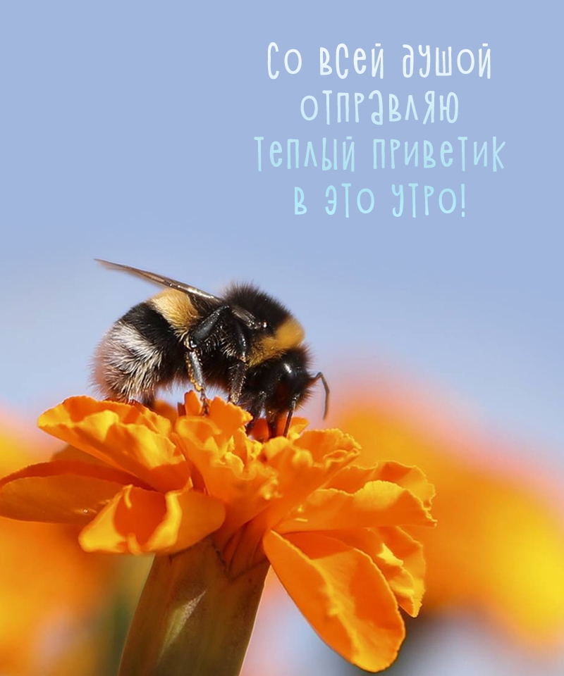 Со всей душой отправляю теплый приветик в это утро!