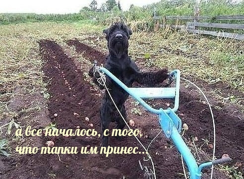 а все началось, с того, что тапки им принес…