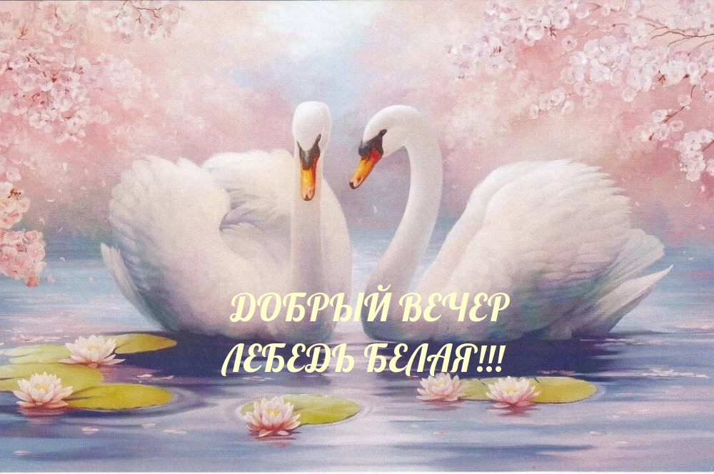 Добрый вечер лебедь белая!