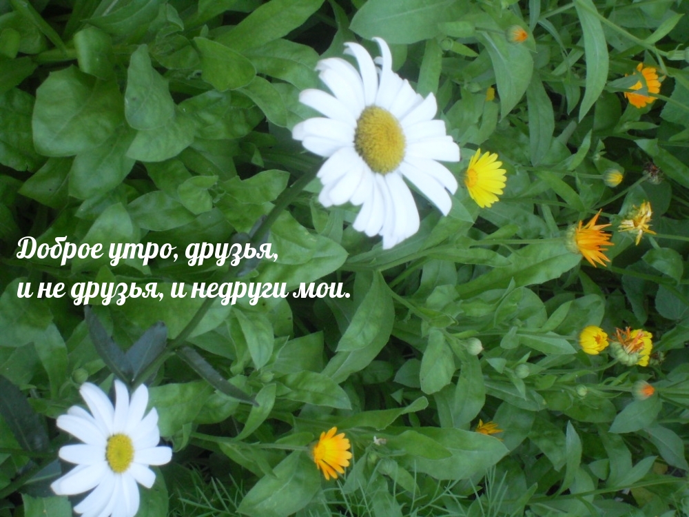 Доброе утро, друзья, и не друзья, и недруги мои.