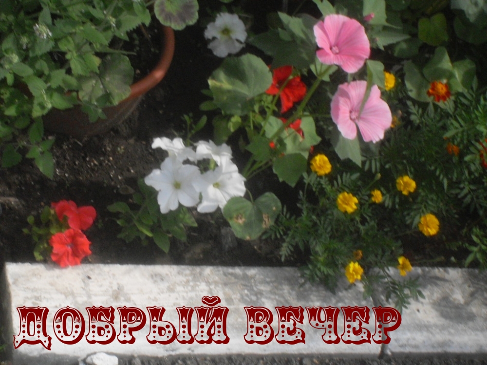Добрый вечер