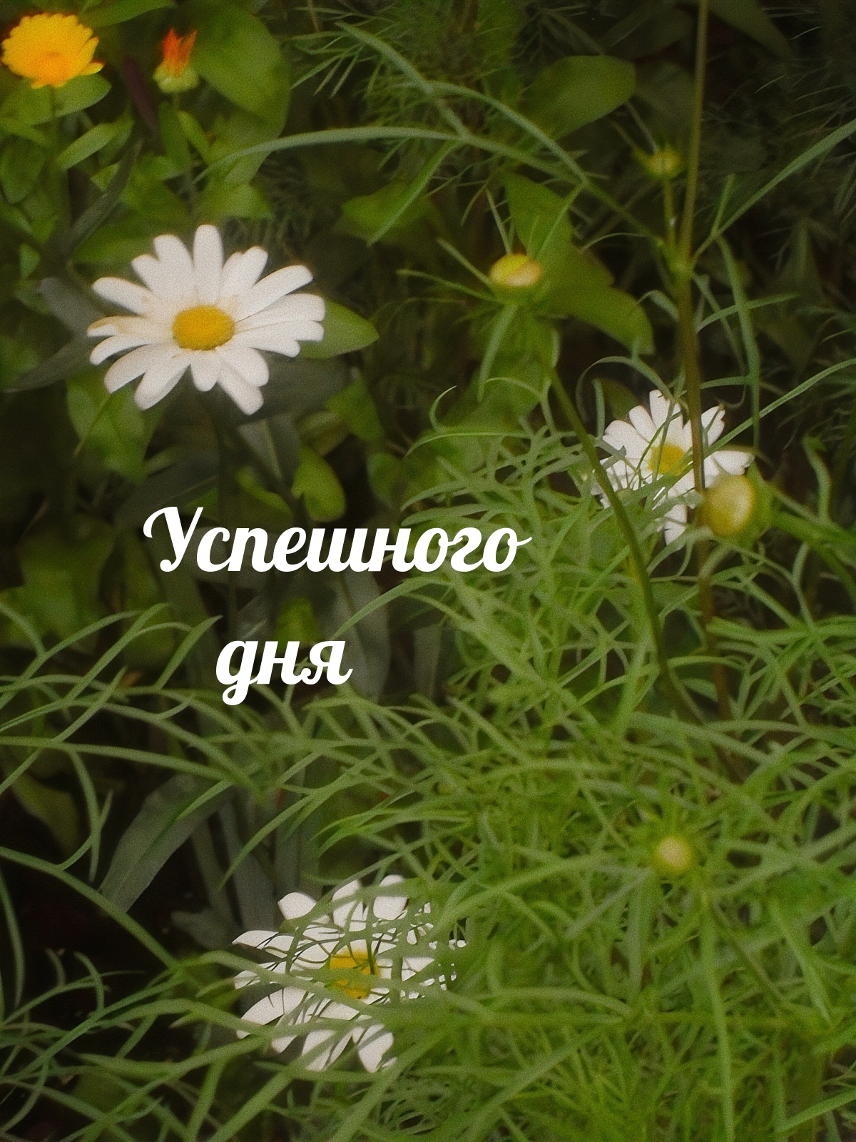 Успешного дня