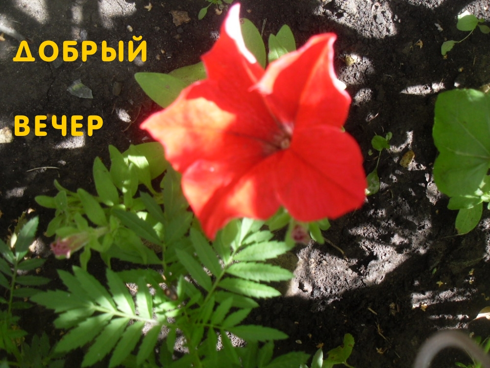 Добрый вечер