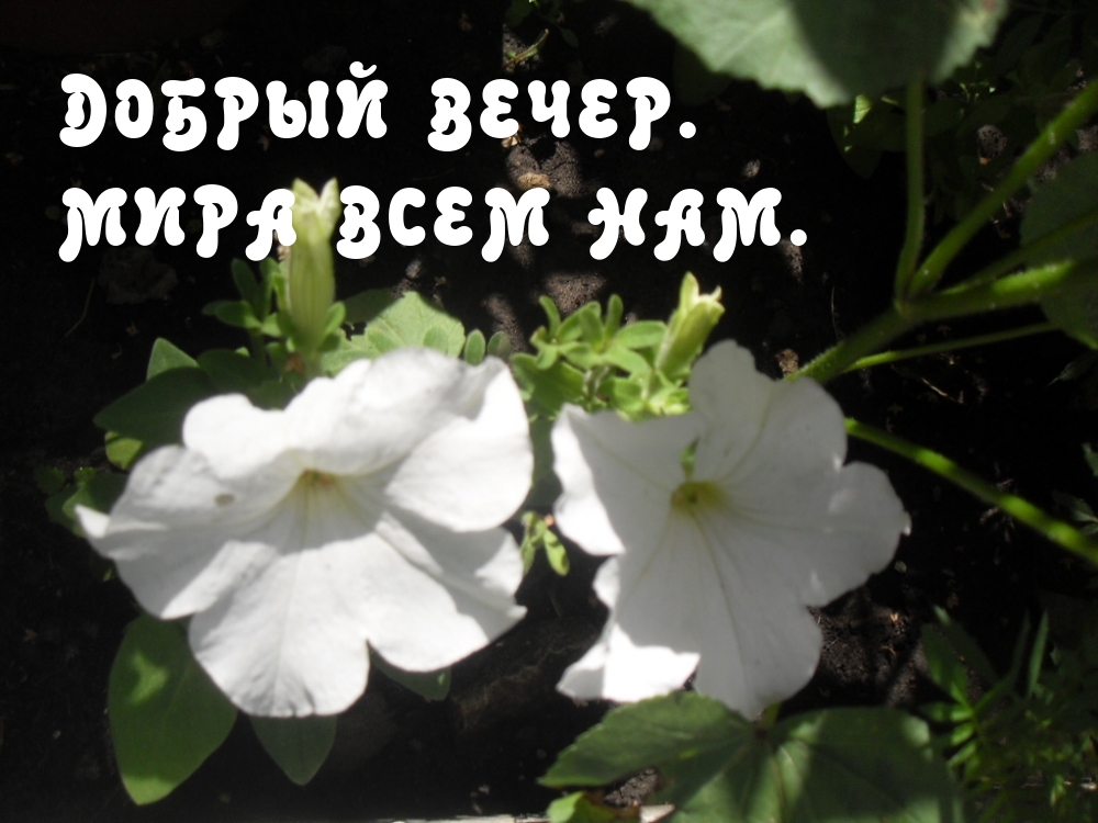 Добрый вечер. Мира всем нам.