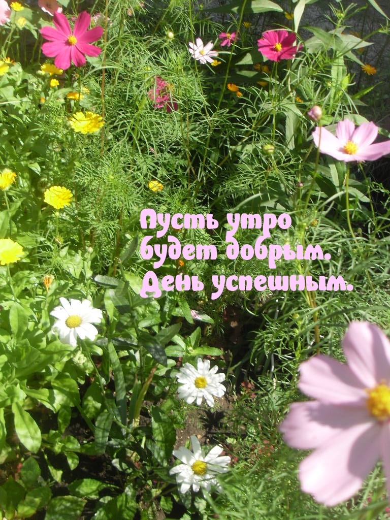 Пусть утро будет добрым. День успешным.
