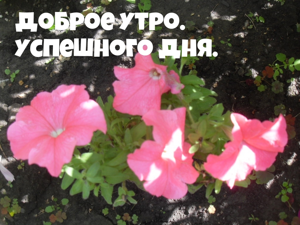Доброе утро. Успешного дня.