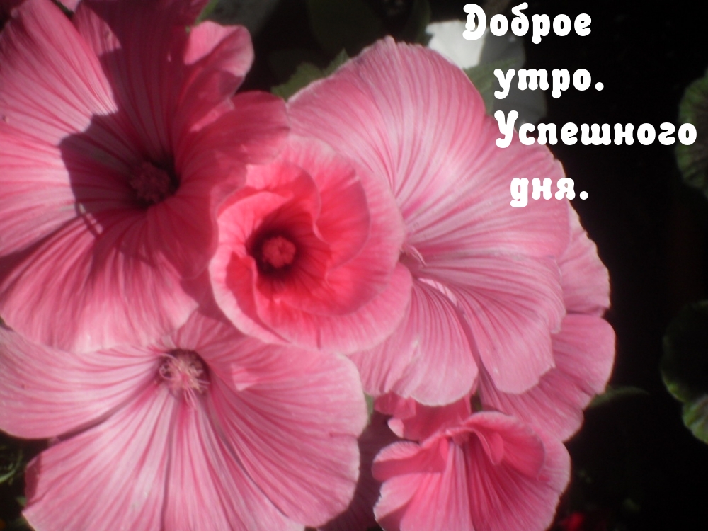 Доброе утро. Успешного дня.