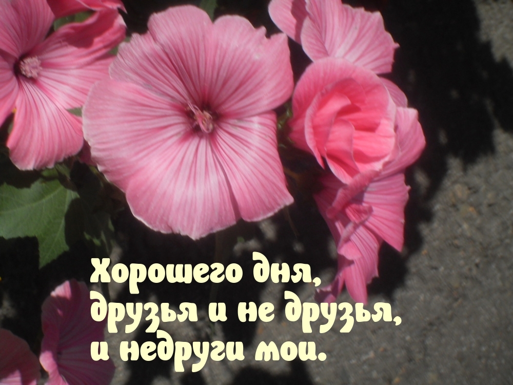Хорошего дня, друзья и не друзья, и недруги мои.
