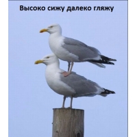 Друг поможет