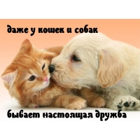 Настоящая дружба