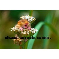 Аделина — это тебе, от Лёни