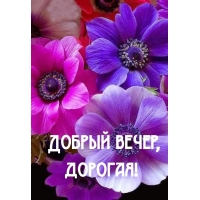 Добрый вечер, дорогая!