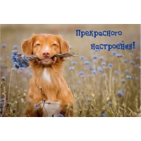 Прекрасного настроения!