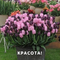 Красота!