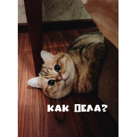 Как дела?