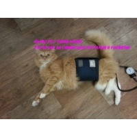 Кто из нас отстает в развитии?